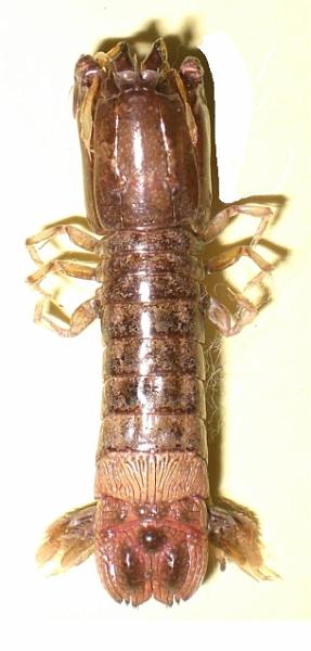 Haptosquilla glyptocercus total body.jpg